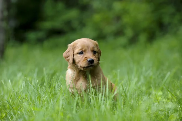 Szczeniak Golden Retriever — Zdjęcie stockowe