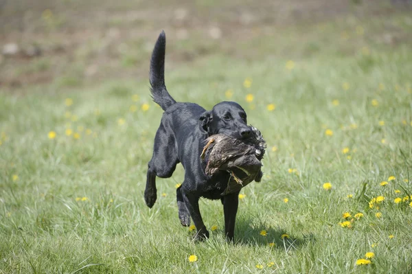 Labrador negro con pato — Foto de Stock