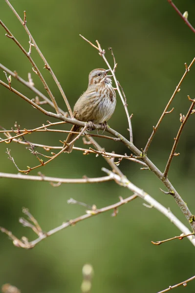 Песни Воробья (Melospiza melodia) — стоковое фото