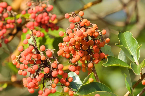 Fruit of Arbutus tree — Stock Photo, Image