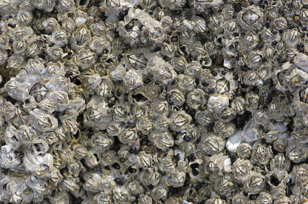 Common Acorn Barnacle