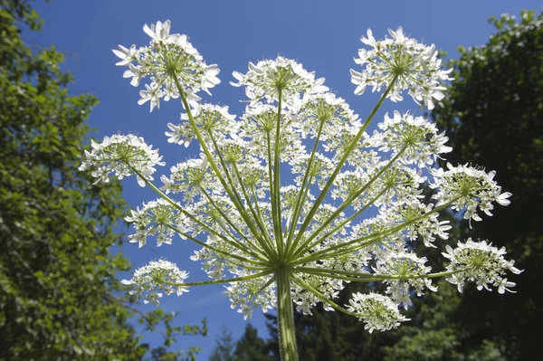 Raksasa hogweed (Heracleum mantegazzianum ) — Stok Foto