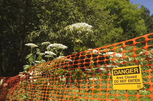 Dev Hogweed işareti