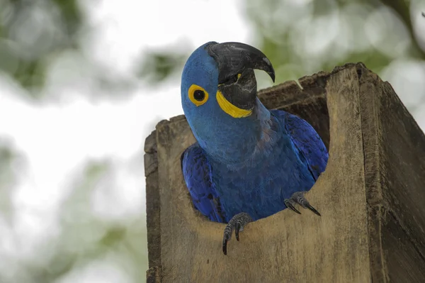 风信子金刚鹦鹉 （鹦鹉 hyacinthinus) — Stockfoto