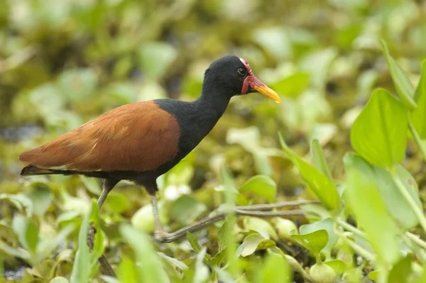 Jacana koralowy (Jacana jacana), — Zdjęcie stockowe