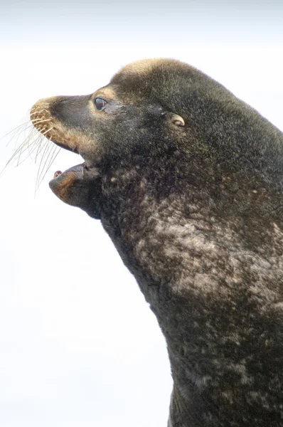 California Sea Lion (Zalophus californianus) — Stock Photo, Image