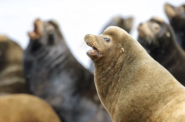 Kaliforniya deniz aslanı (Zalophus californianus) — Stok fotoğraf