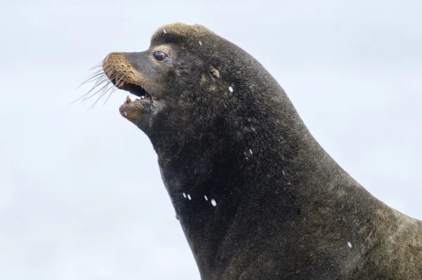 California Sea Lion (Zalophus californianus) — Stock Photo, Image