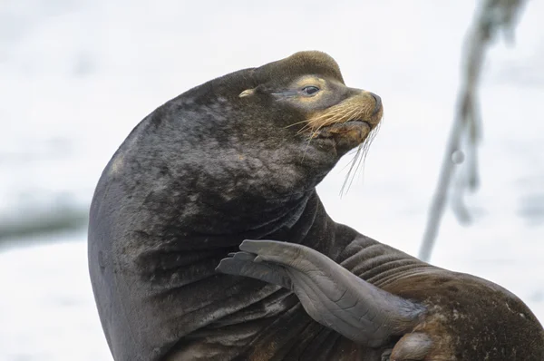 California Sea Lion (Zalophus californianus) — Stock Photo, Image