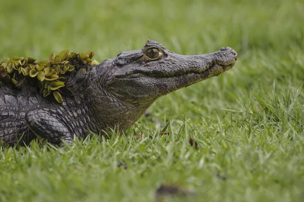 Yacare Caiman (Caiman yacare) — Fotografia de Stock