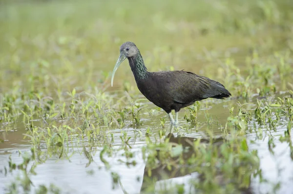 Ibis zielony (Mesembrinibis cayennensis) — Zdjęcie stockowe