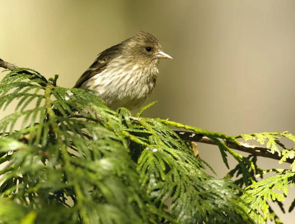 Сосна (Carduelis pinus) ) — стоковое фото