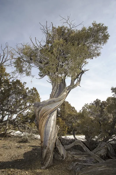 Сосна обыкновенная (Pinus aristata) ) — стоковое фото