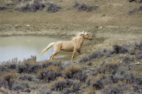 Vahşi mustang (equus caballus)