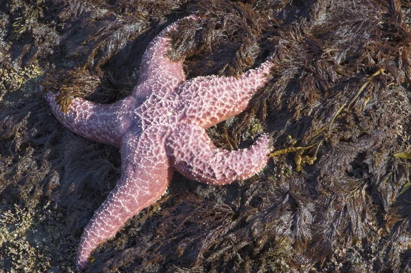 Deniz yıldızı, aşı boyası deniz yıldızı (Pisaster ochraceus mor),