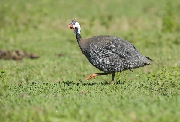 Miğferli Guineafowl (Numida meleagris)