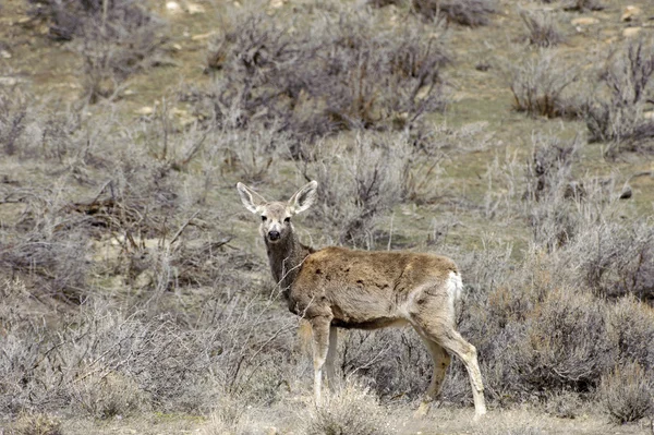 Katır geyiği (Odocoileus hemionus)