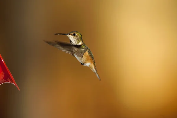 Καστανοκοκκινωπός Hummingbird (Selasphorus rufus) — Φωτογραφία Αρχείου