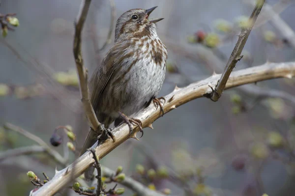 Песни Воробья (Melospiza melodia) — стоковое фото