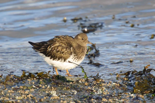 Rode knoop (Calidris canutus) — Stockfoto