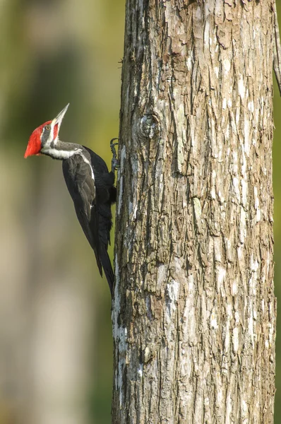 Dağınık Ağaçkakan (dryocopus pileatus)