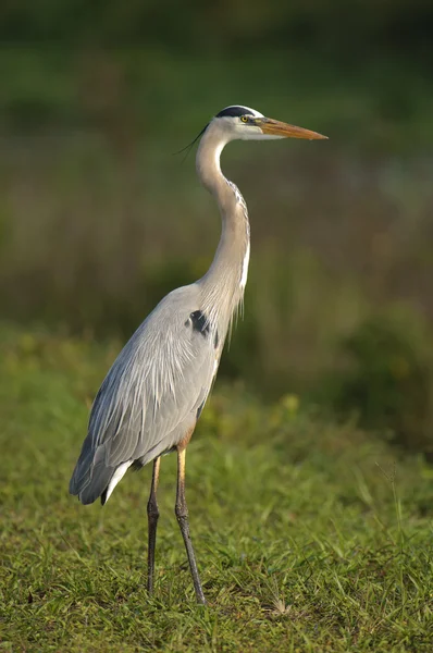 Büyük Mavi Balıkçıl (ardea herodias)