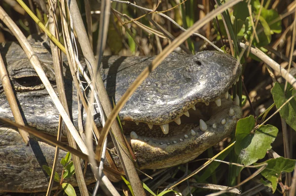 Amerikai aligátor (Alligator mississippiensis) — Stock Fotó