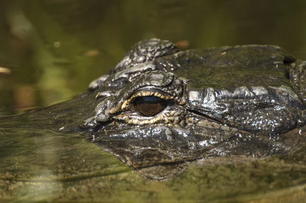 Alligatore americano, (Alligator mississippiensis ) — Foto Stock