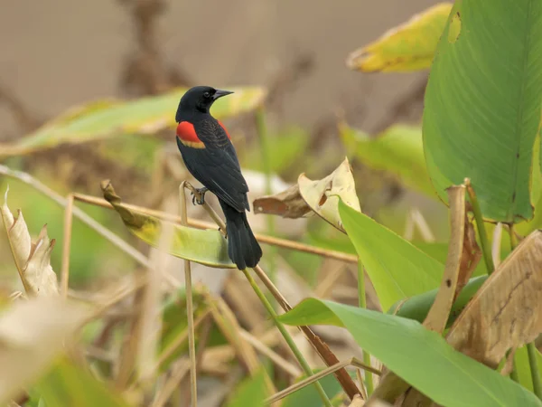 Roodvleugelmerel (Agelaius phoeniceus)) — Stockfoto