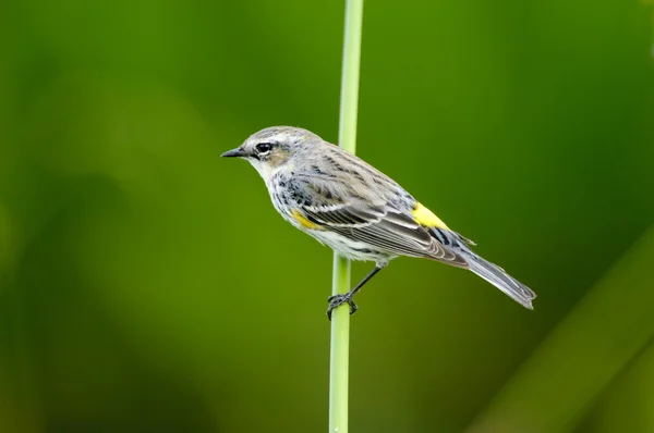 Sarı sağrılı ötleğen (Dendrica coronata)