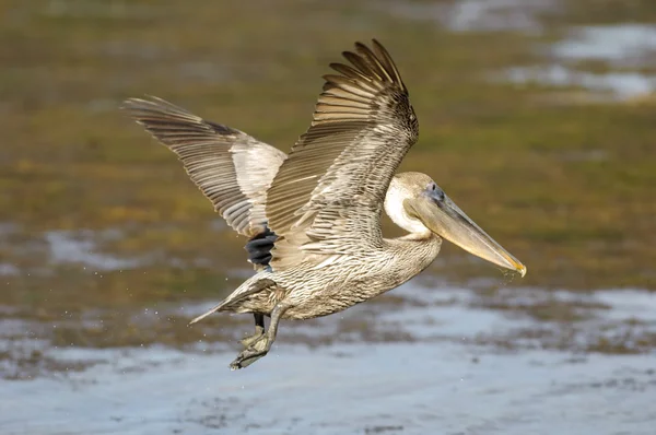 Kahverengi Pelikan (Pelecanus occidentalis)
