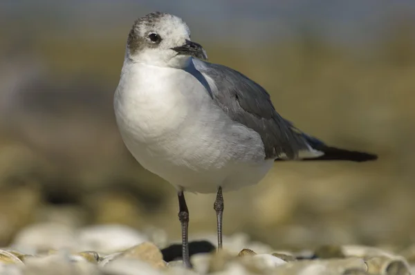 Martı (Larus atricilla gülüyor) — Stok fotoğraf