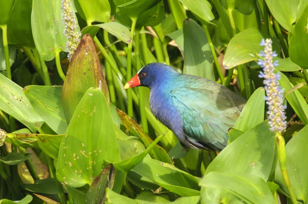 Mor Galinule (Porphyrio martinica)