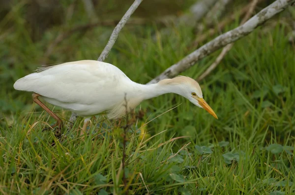 Kuhreiher (Bubulcus ibis)) — Stockfoto