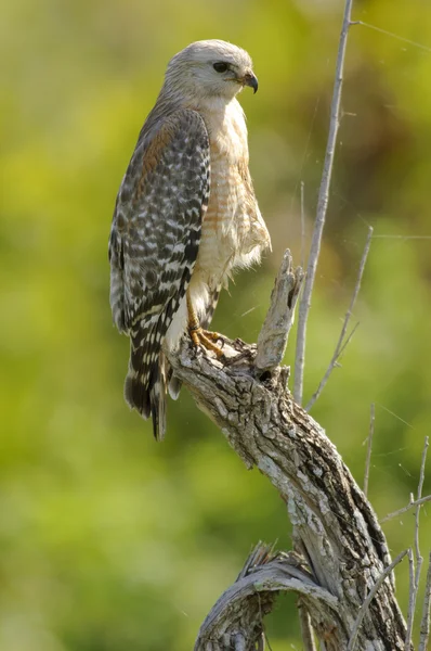 Halcón de hombros rojos (Buteo lineatus ) —  Fotos de Stock