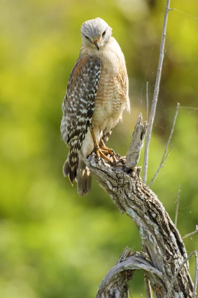 Falcão de ombros vermelhos (Buteo lineatus ) — Fotografia de Stock