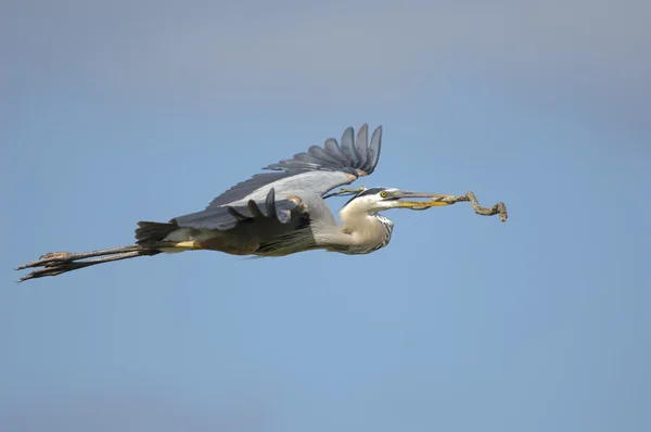 Grande Garça Azul (ardea herodias) — Fotografia de Stock