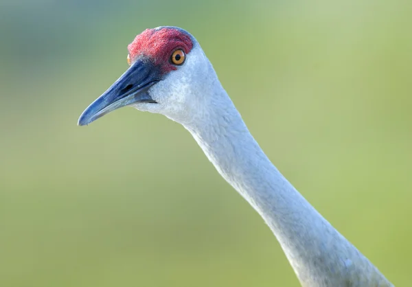 Sandbackskran (grus canadensis)) — Stockfoto