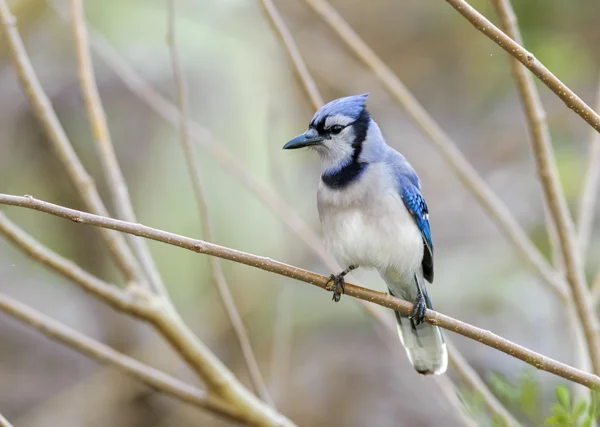 Mavi Jay (siyanocitta cristata)
