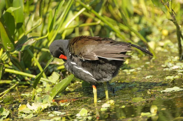 Yaygın moorhen (Gallinula kloropus) — Stok fotoğraf