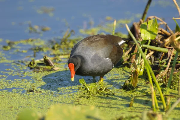 Moorhuhn (Gallinula chloropus)) — Stockfoto