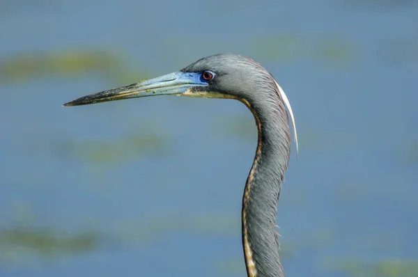 Garça tricolor (egretta tricolor) — Fotografia de Stock