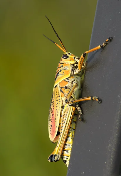 Güneydoğu Lubber çekirge (Romalea microptera)