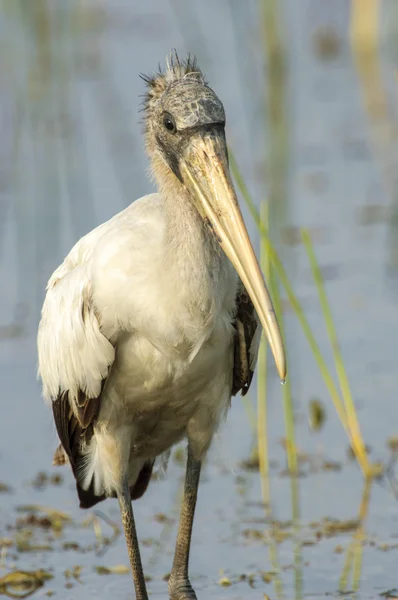 Cigogne des bois (Mycteria americana) ) — Photo