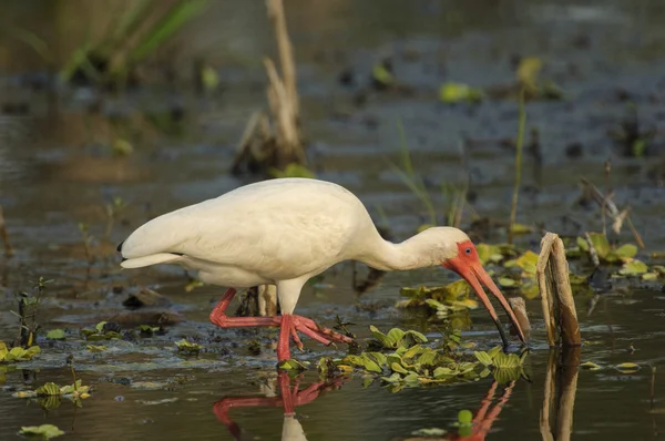 Białe Ibis (eudocimus albus) — Zdjęcie stockowe