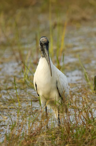 Dławigad amerykański, (Mycteria americana) — Zdjęcie stockowe