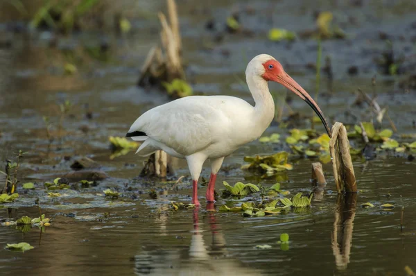 Белый ибис (eudocimus albus)) — стоковое фото