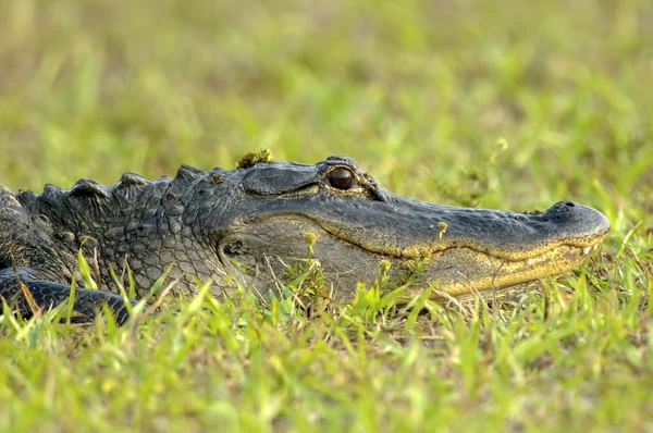 Amerikanischer Alligator (alligator mississippienus)) — Stockfoto