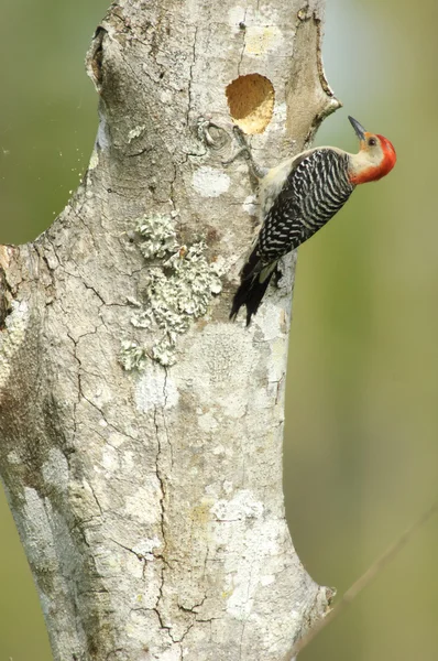 Pica-pau-de-barriga-vermelha (Melanerpes carolinus ) — Fotografia de Stock