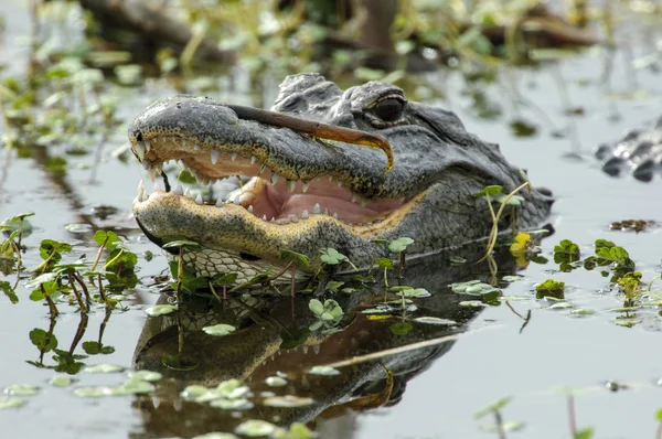 Amerikanischer Alligator (alligator mississippienus)) — Stockfoto